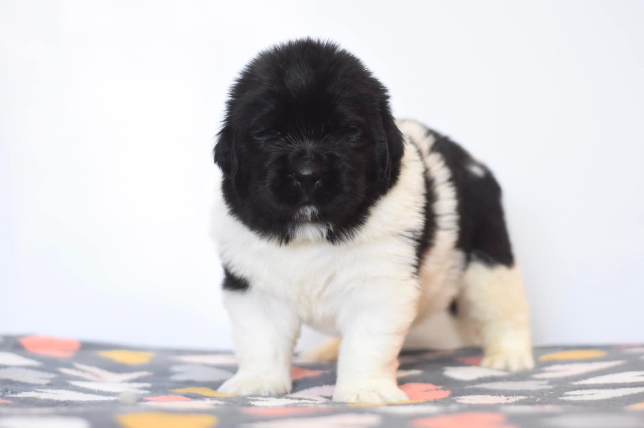 68E4854C-28AD-41FE-B372-42B325FBBA15